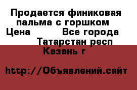 Продается финиковая пальма с горшком › Цена ­ 600 - Все города  »    . Татарстан респ.,Казань г.